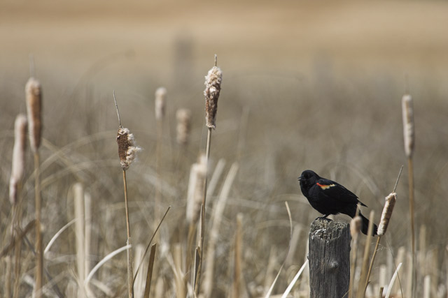 Red Winged Blackbird
