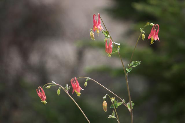 CRW_8979-01.jpg
