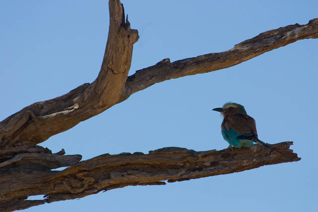 Lilac Breasted Roller