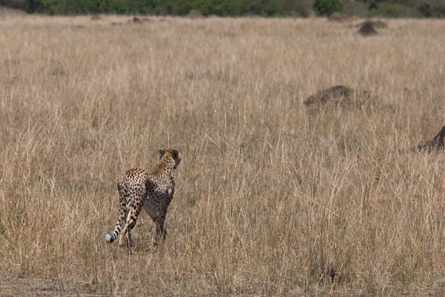 Stalking