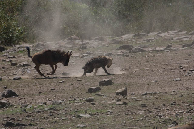The Chase
