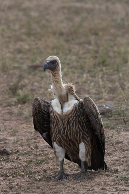 CRW_2102.jpg