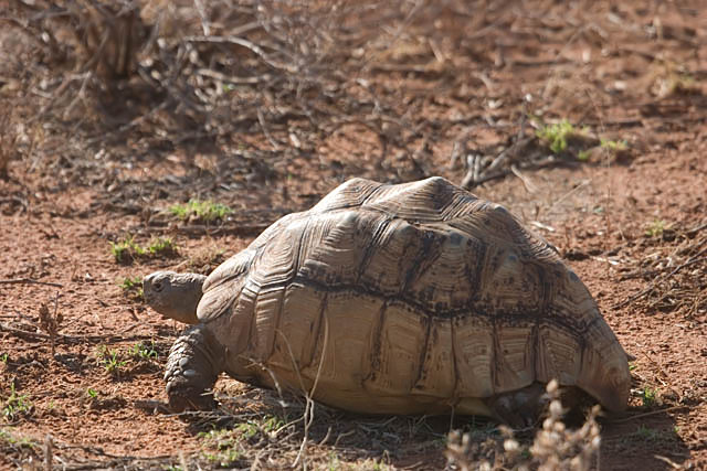 Tortoise