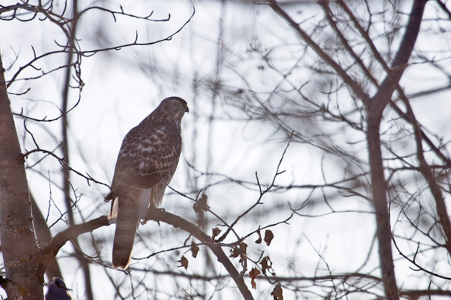 Northern Goshawk