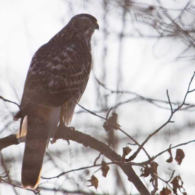 Northern Goshawk - cropped