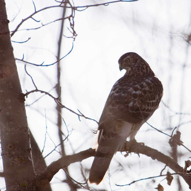 Northern Goshawk II (cropped)