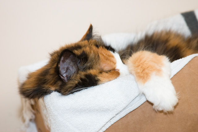 Kitty Komfort