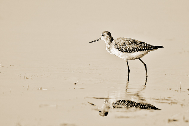 Searching (sepia)