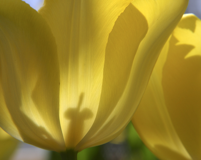 The Light Within I
