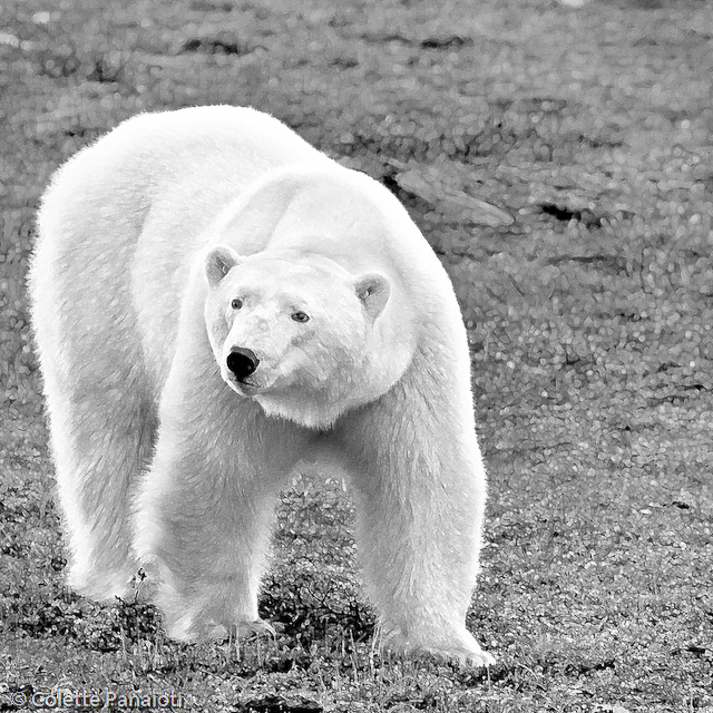 Mr. Maritimus (bw)
