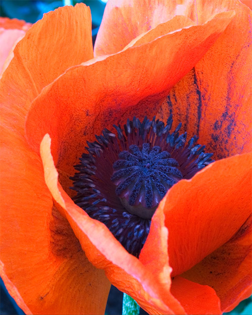 Poppy