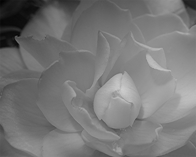 Begonia
