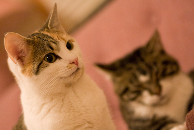 Squeakers and The Nibbler