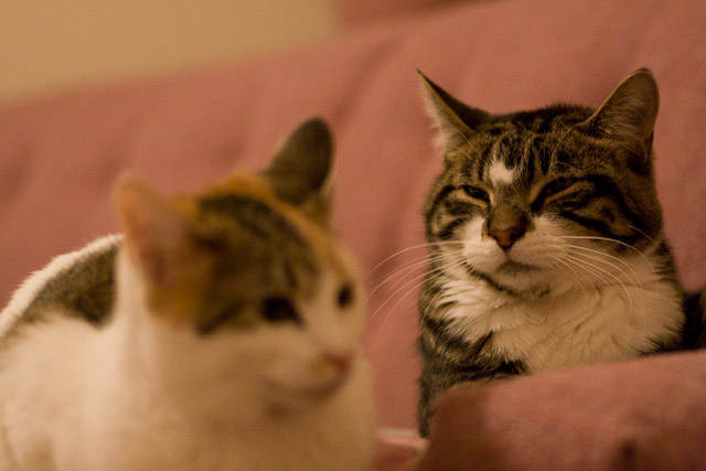 Squeakers and The Nibbler II