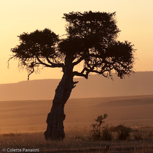 CRW_1109.jpg