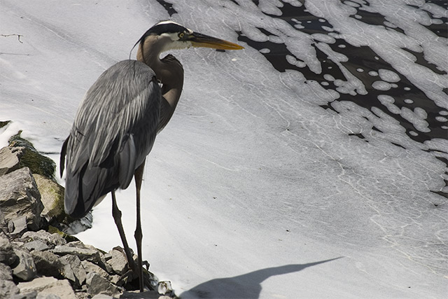 Heron I