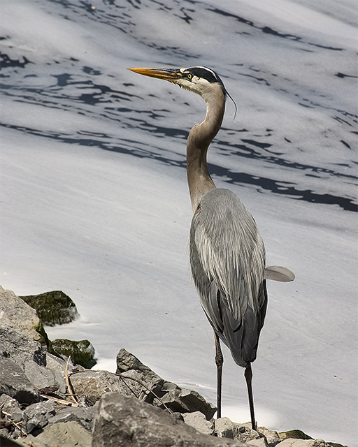 Heron II