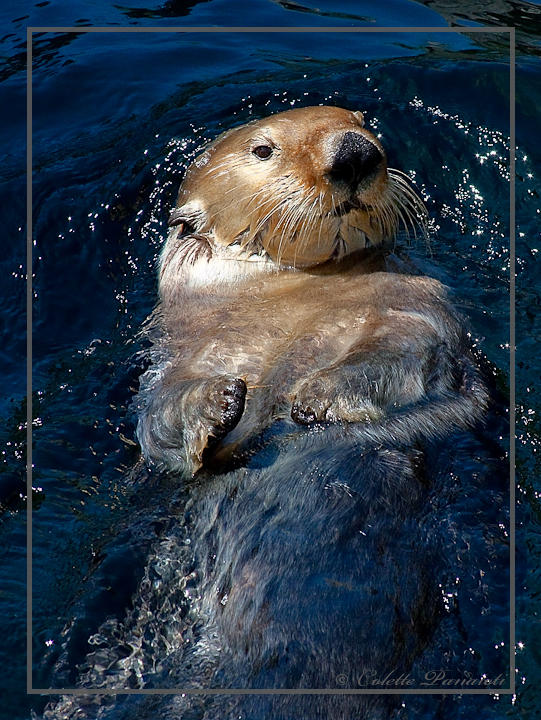 Sea Otter