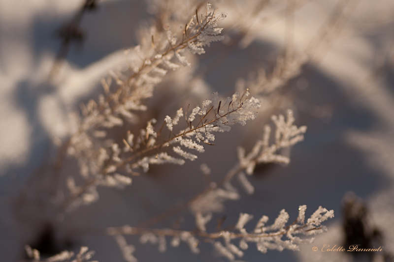 _MG_5302.jpg