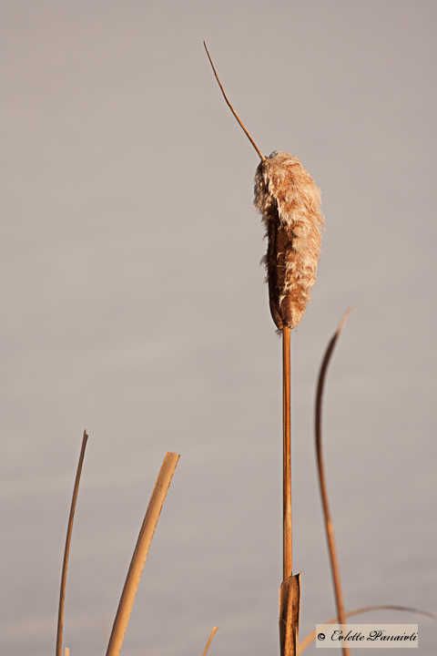 _MG_5332.jpg