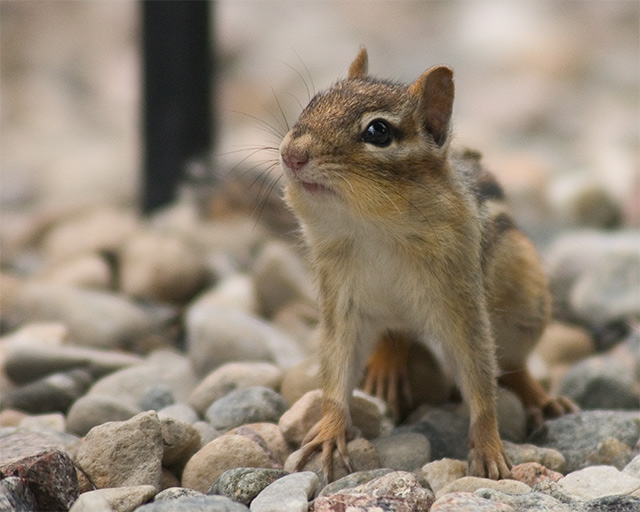 Chipmunk II (5 x 7)