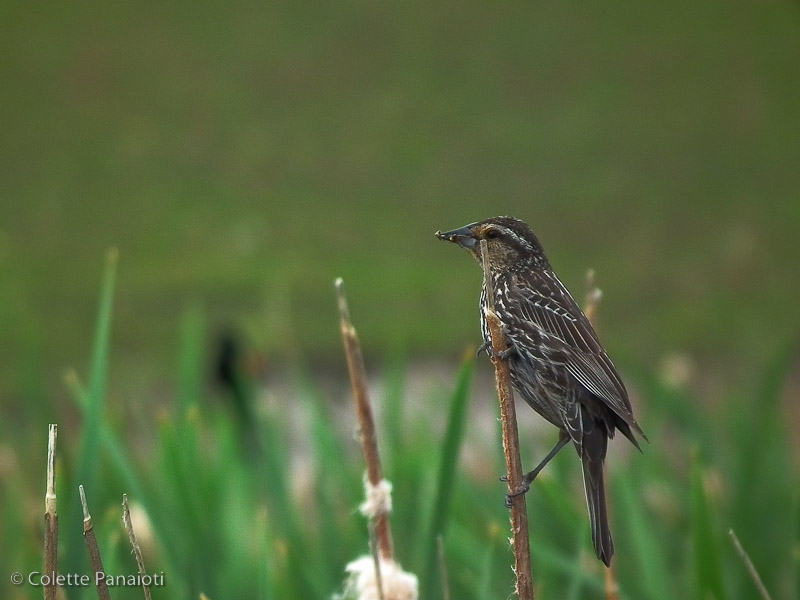 Perched II
