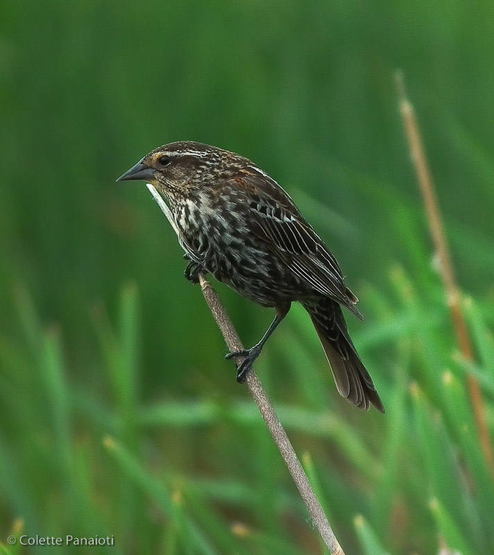 Perched III