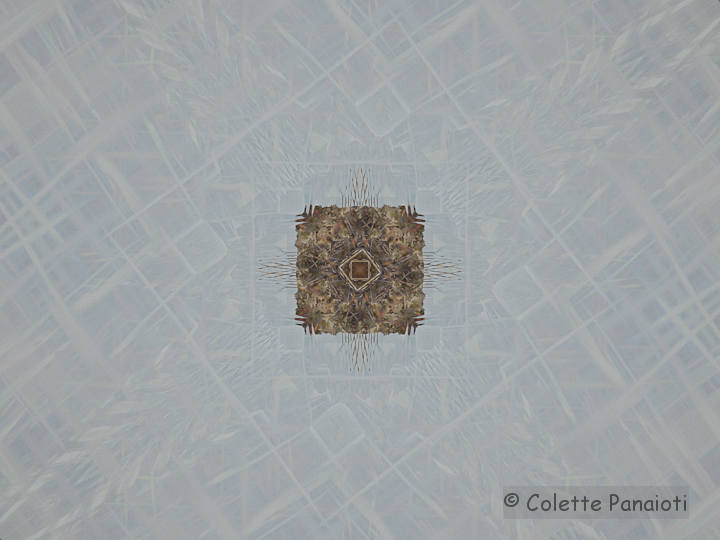 Duck on Pond