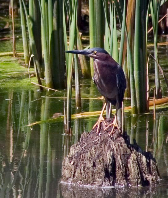 Green Heron (Close-up)