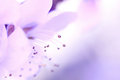 Blossom