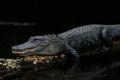Gator