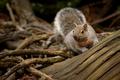 Western Gray Squirrel