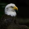 Bald Eagle II (mature)