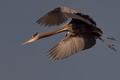 Heron Homing