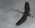 Great Blue III