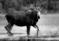 Moose at Bowron Lake