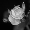 Morning Rose