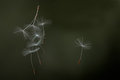 Dandelion Seeds
