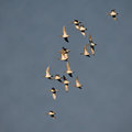 Flock