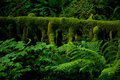 Rainforest: Veils