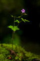 Rainforest: Blossoms