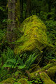 Rainforest: Boulder