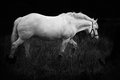 Equus