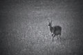 Fawn