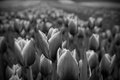 Tulip Field