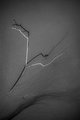 Unadorned