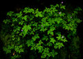 Rainforest: Wildflowers
