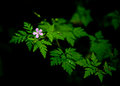 Rainforest: Blossom