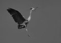 Heron 03 (B &W)