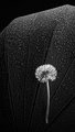 Umbrella with Dandelion (bw)